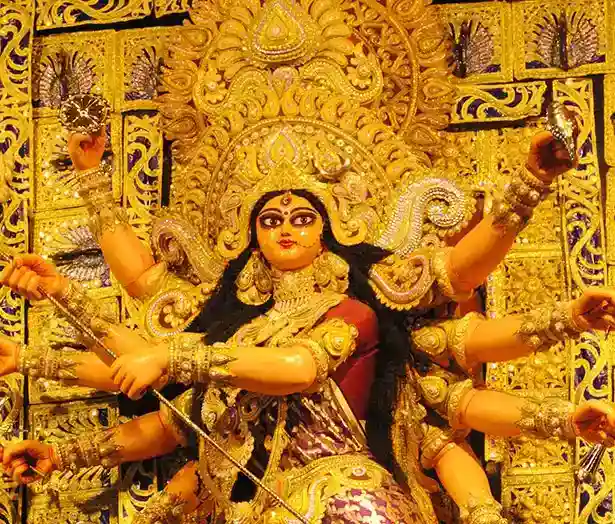 Ekdalia Evergreen